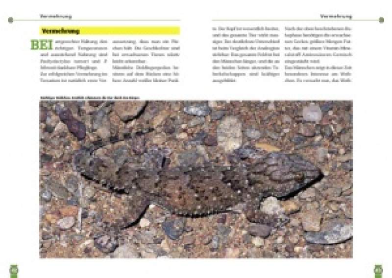 Preview: Dickfingergeckos